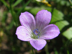 Imagem de Geranium columbinum L.