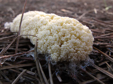 Image of Dog vomit slime mold