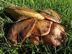 Image of Suillus collinitus (Fr.) Kuntze 1898