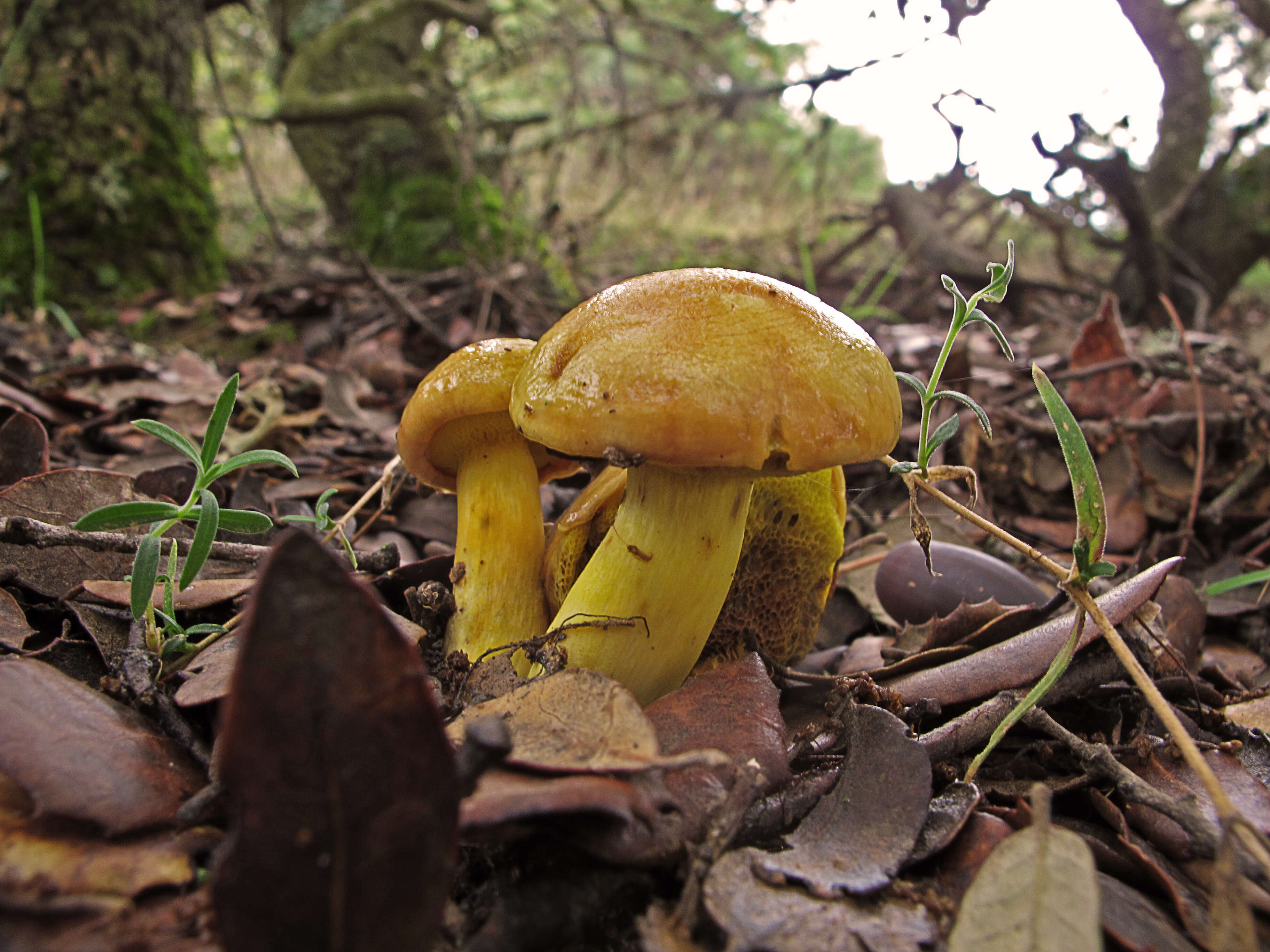 Image of Suillus bovinus (L.) Roussel 1796