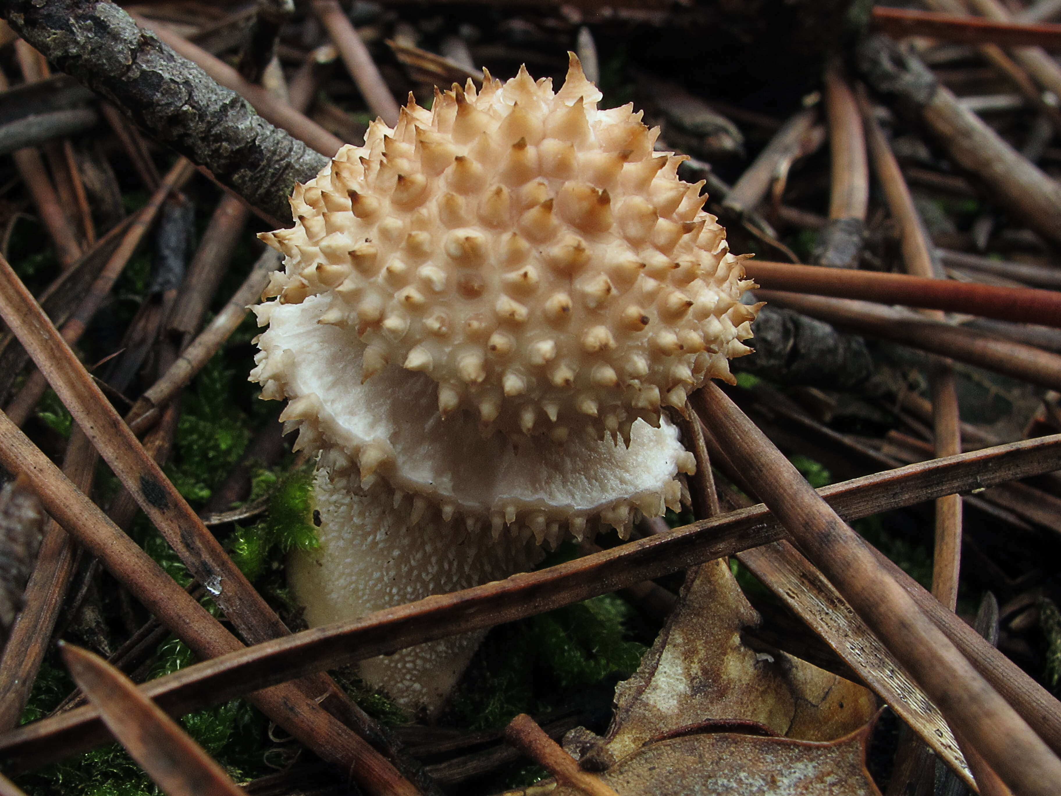 Imagem de Lycoperdon perlatum Pers. 1796