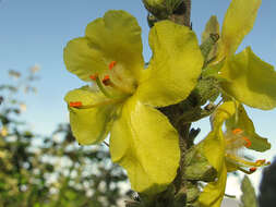 Image de Verbascum pulverulentum Vill.