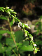 Image of Water-pepper