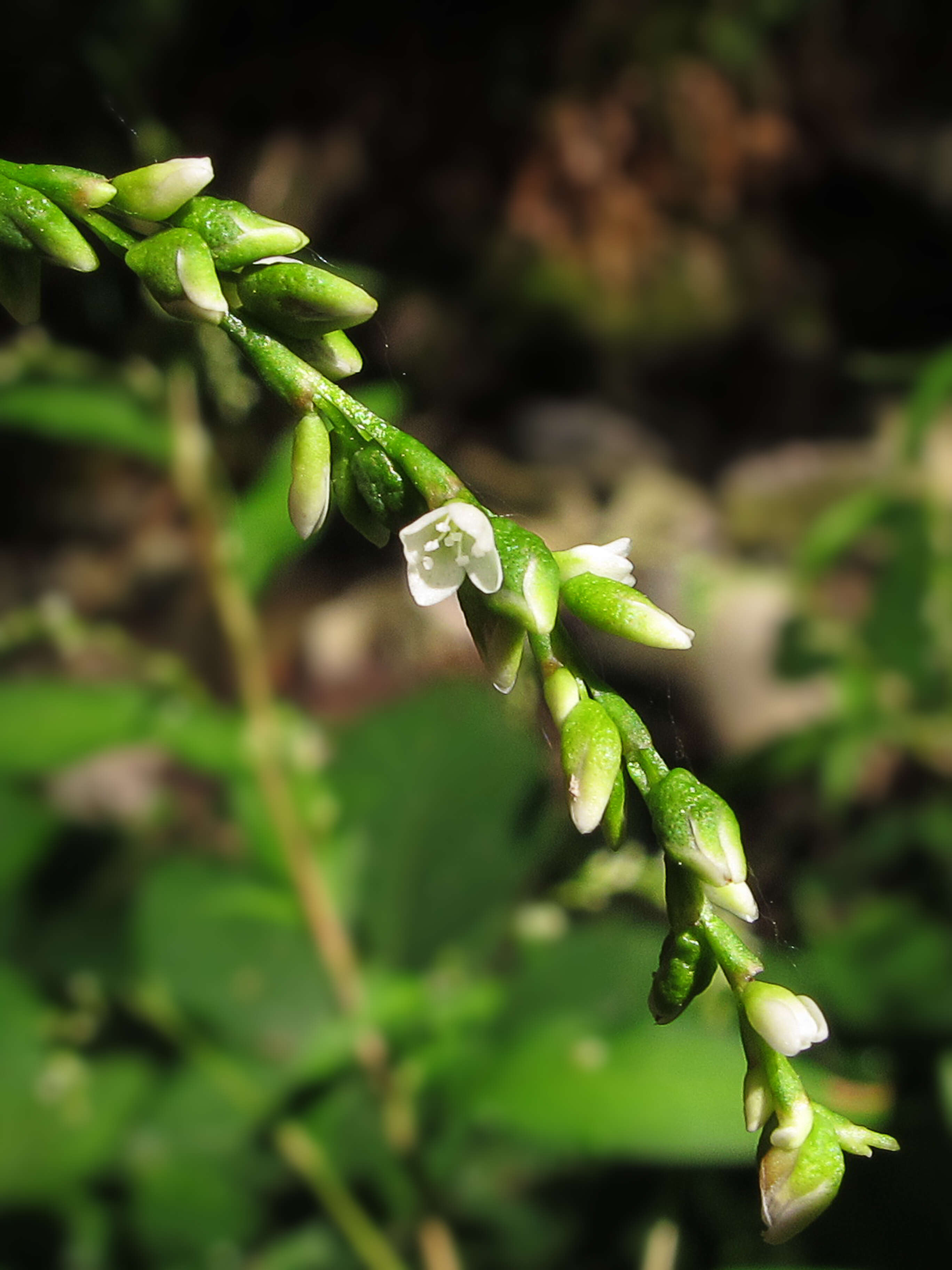 Image of Water-pepper