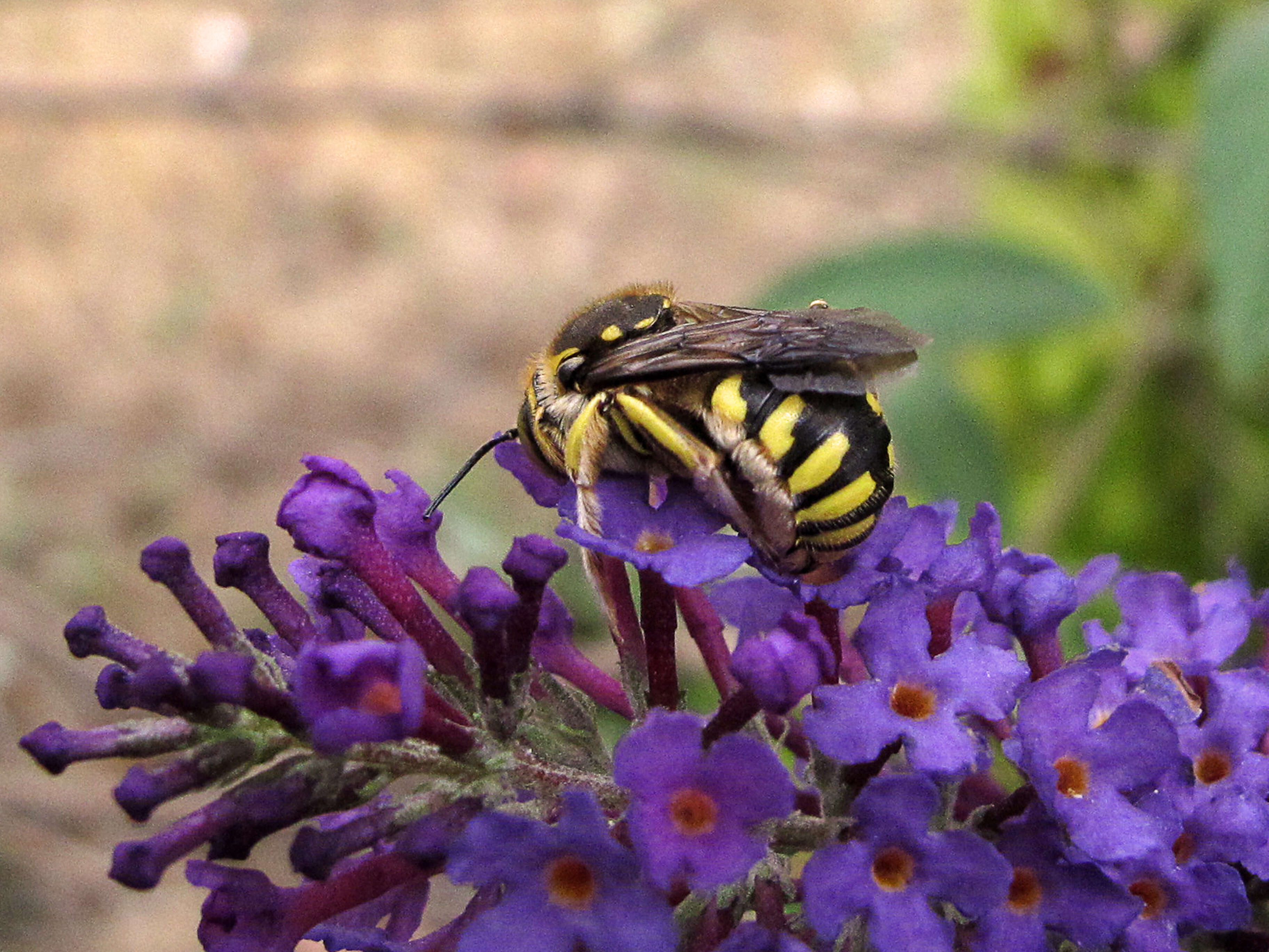 Image de Anthidium florentinum (Fabricius 1775)