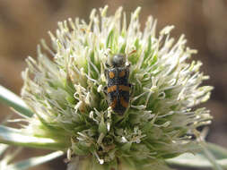 Image of Trichodes flavocinctus