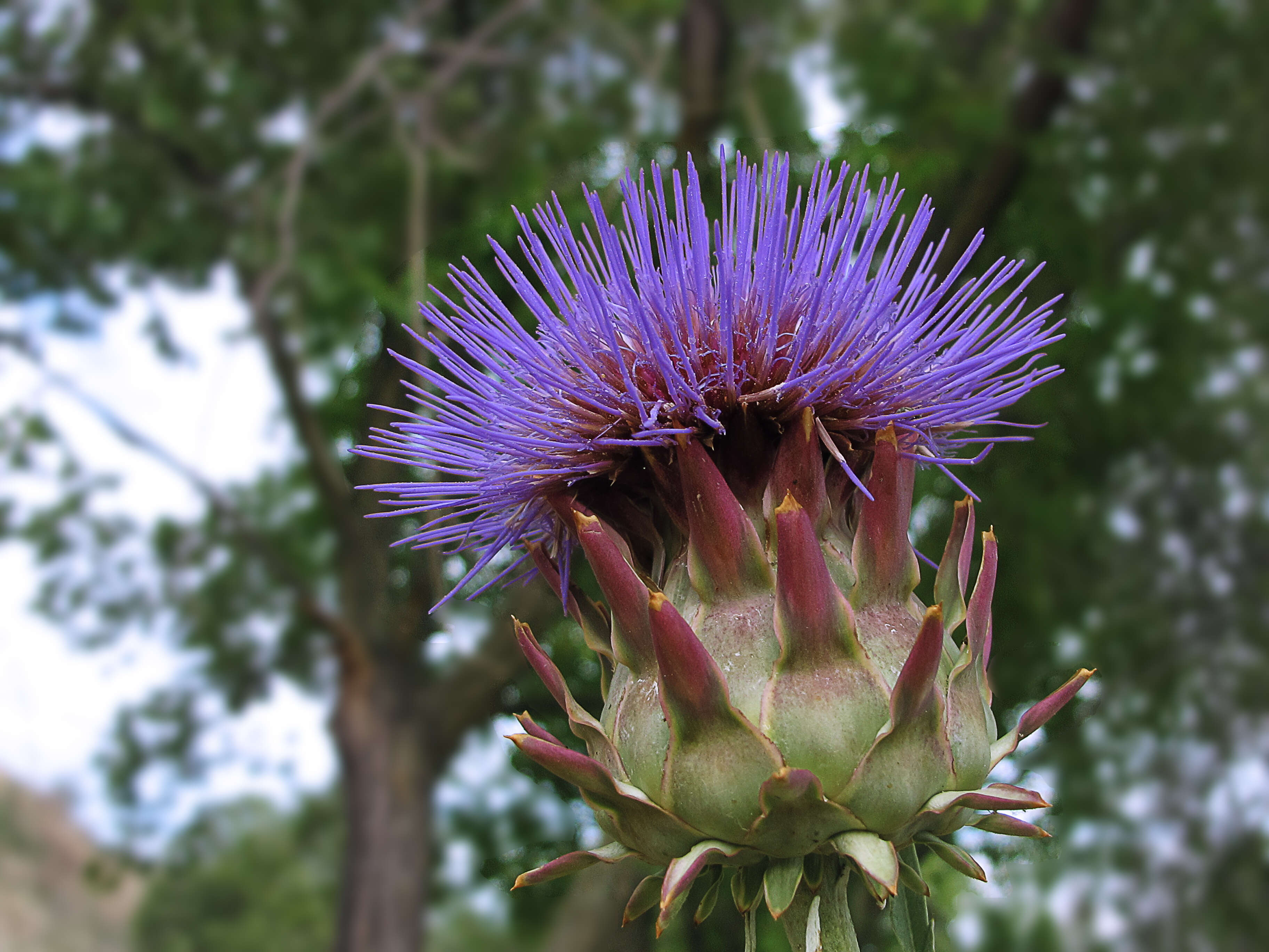 Image of cardoon