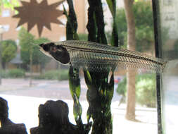 Image of Glass catfish