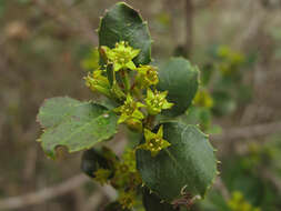 Image of buckthorn