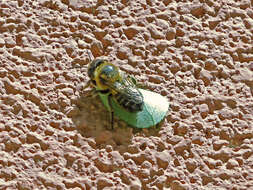 Image of Megachile leaf-cutter bee