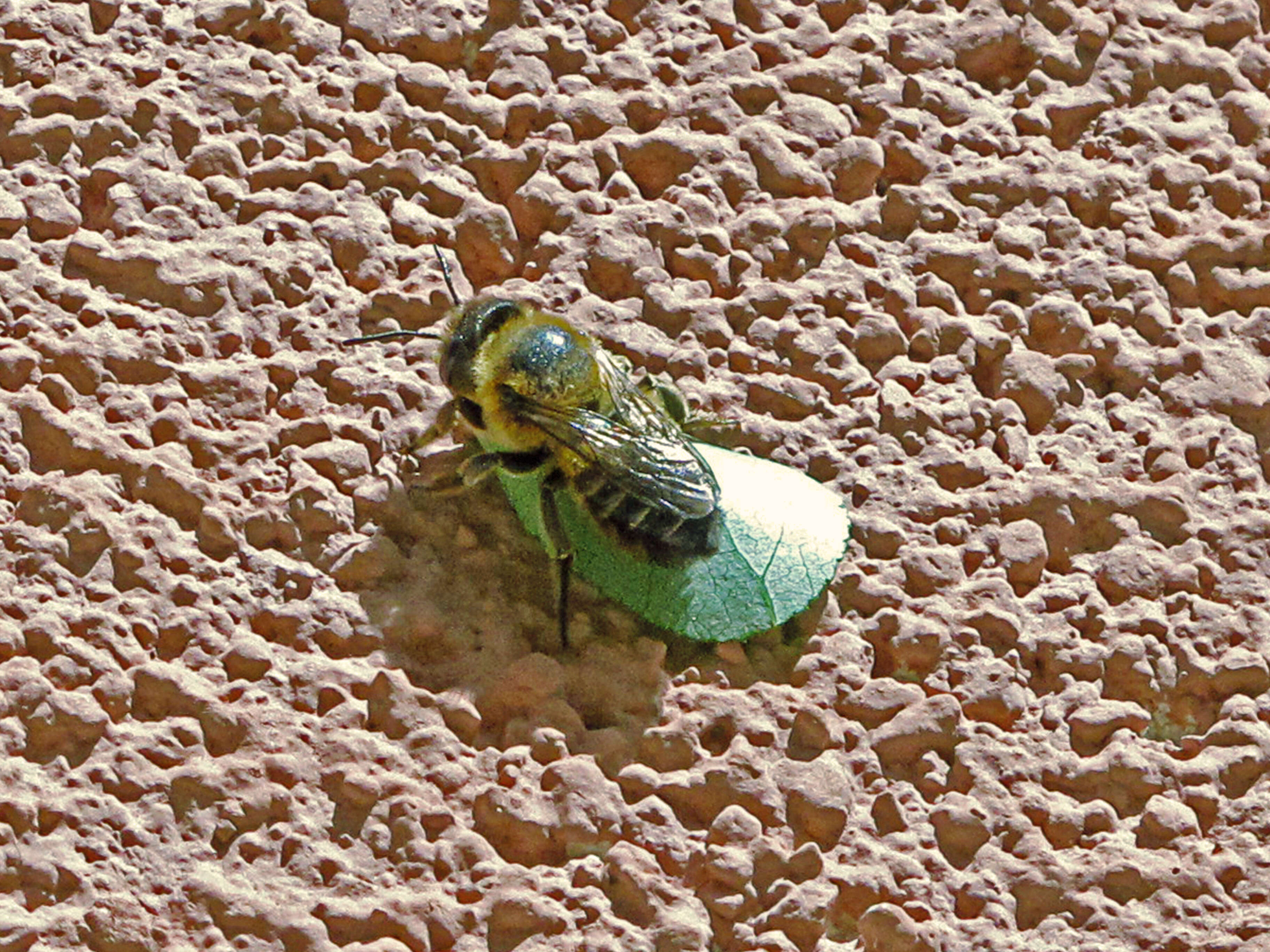 Image of Megachile leaf-cutter bee