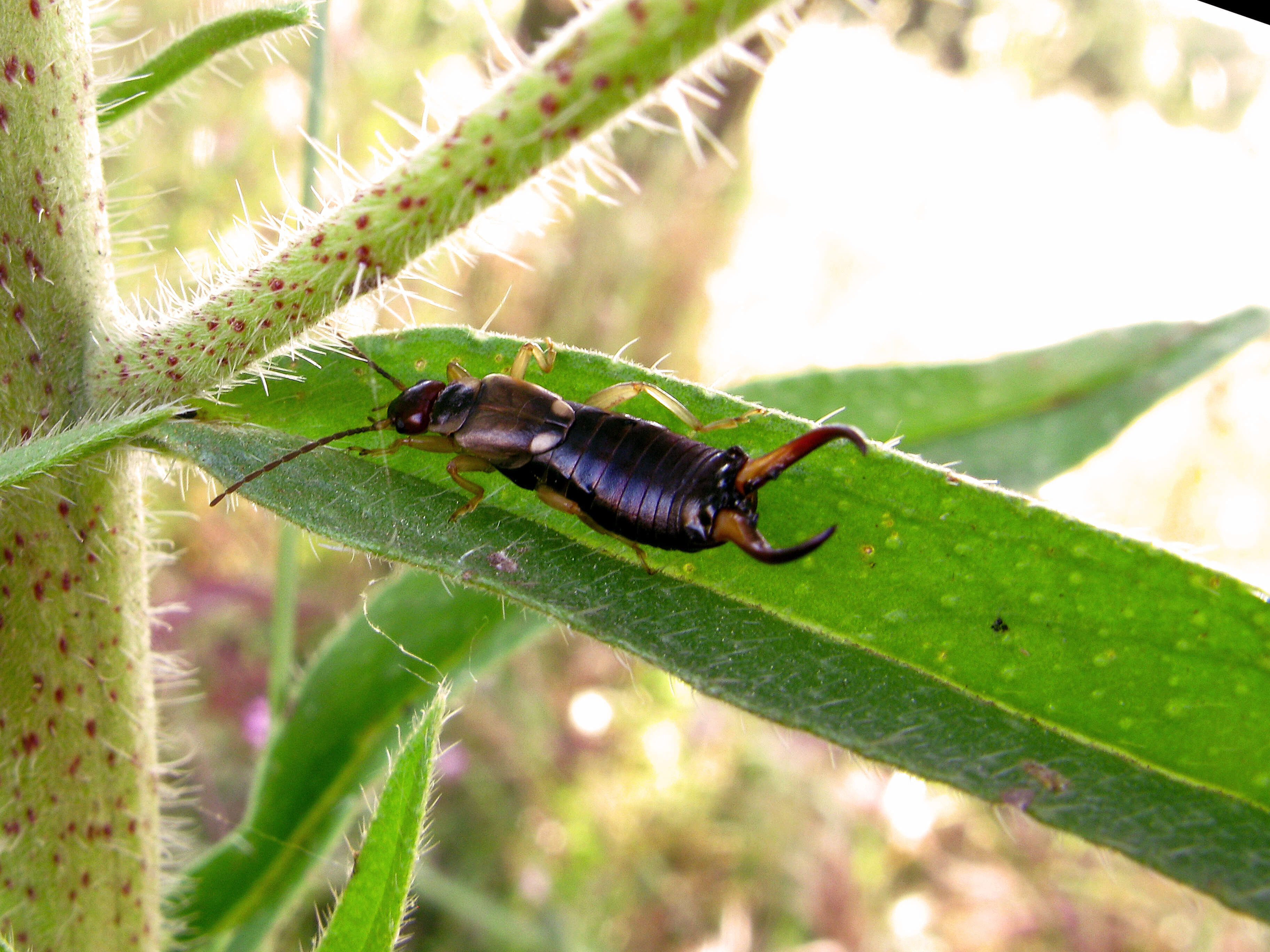 Image of Forficula