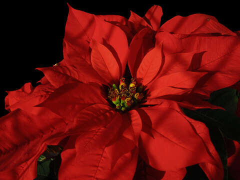 Image of poinsettia