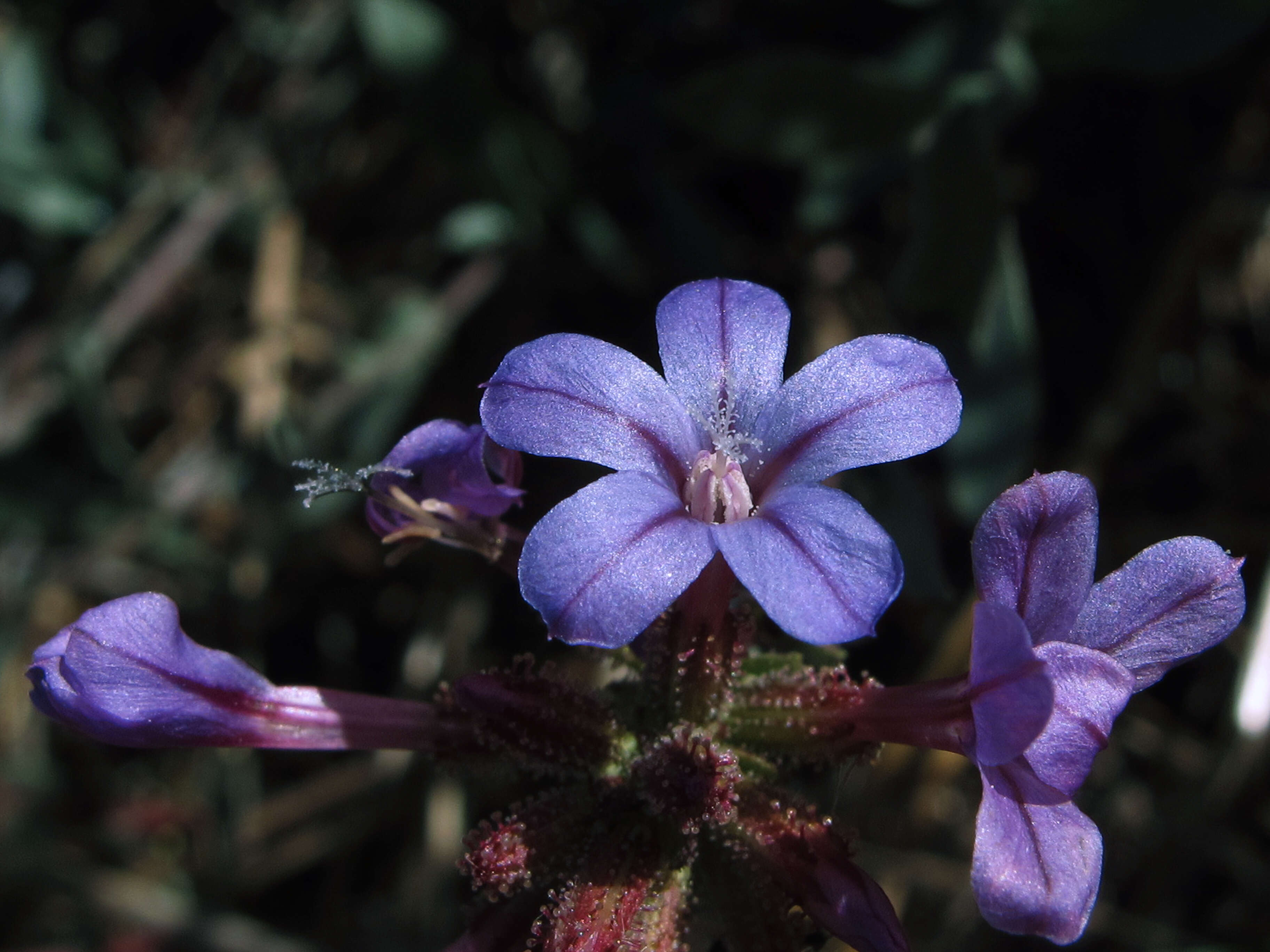 Image of Plumbago europaea L.