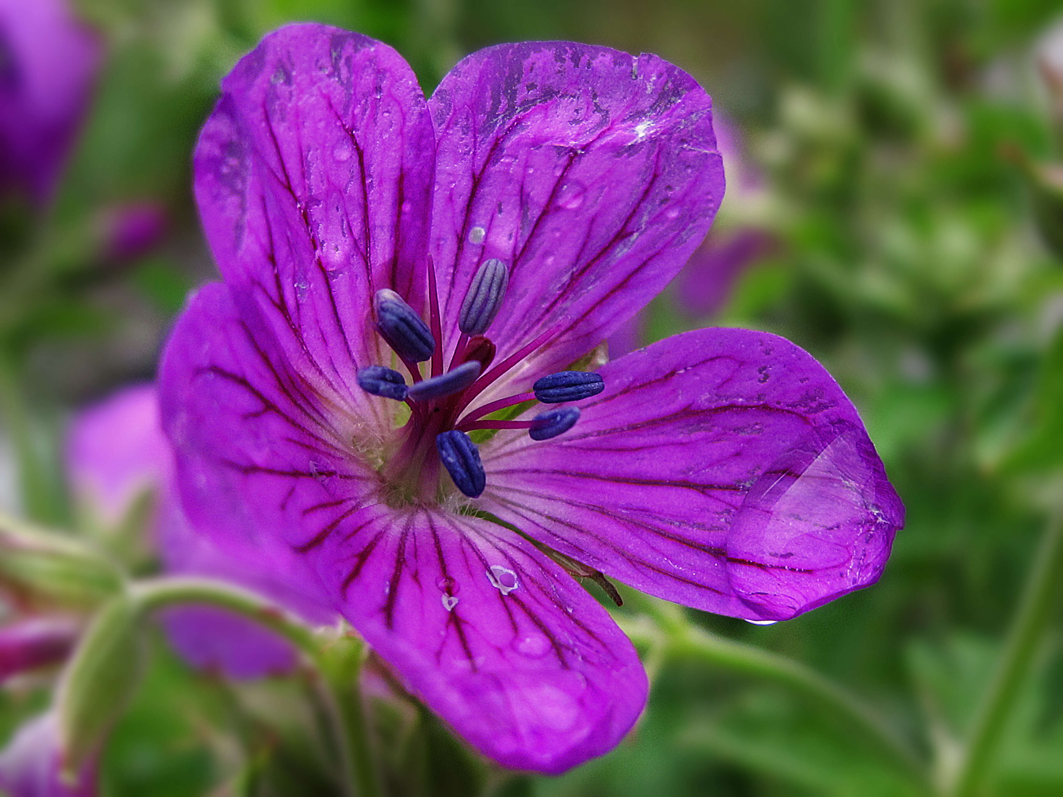 Image of Wood Crane's-bill