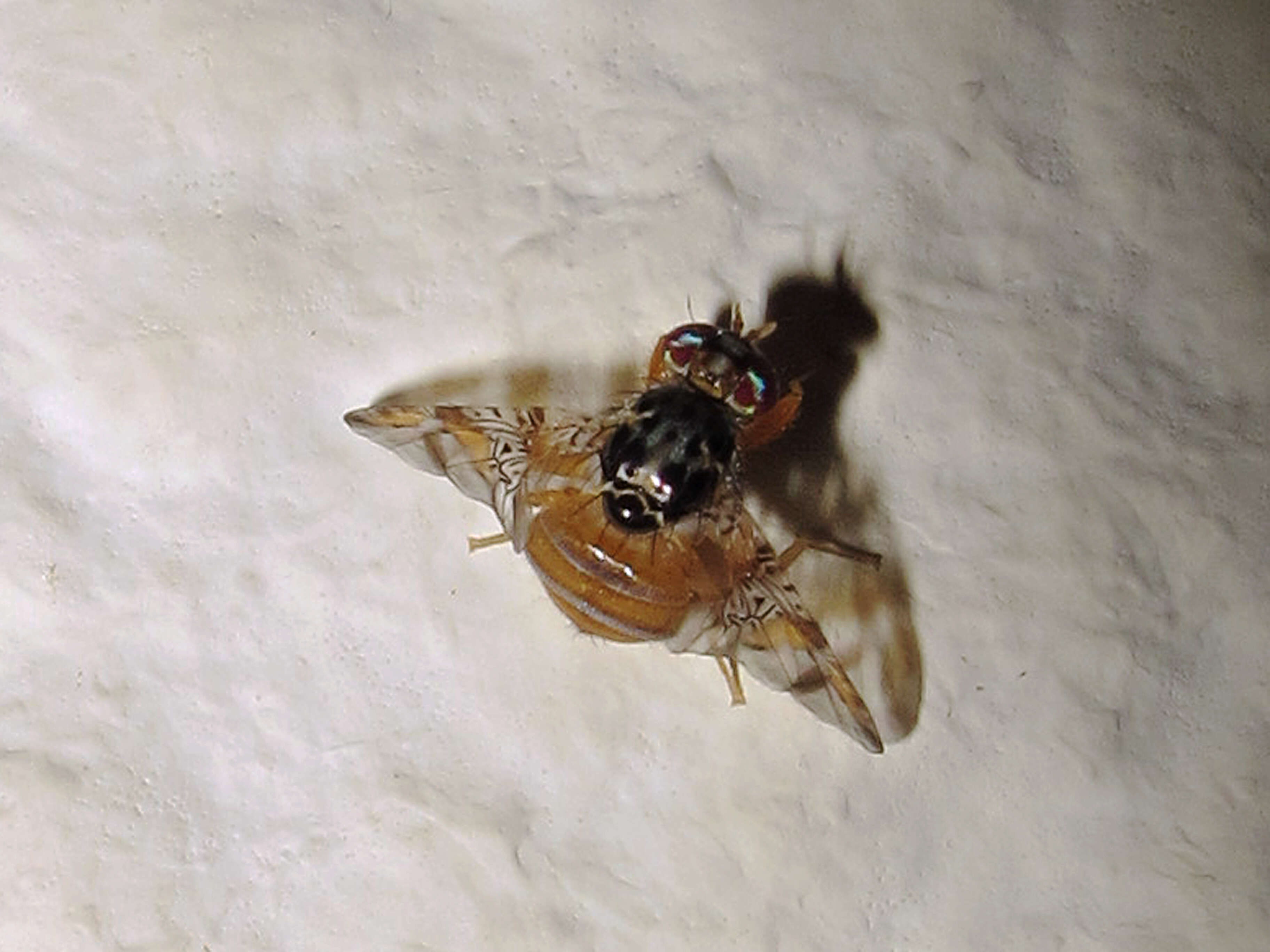 Image of Mediterranean fruit fly