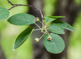 Imagem de Amelanchier arborea (Michx. fil.) Fern.