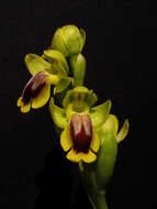 Image of Yellow Ophrys