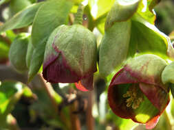 Image of Stinking Hellebore