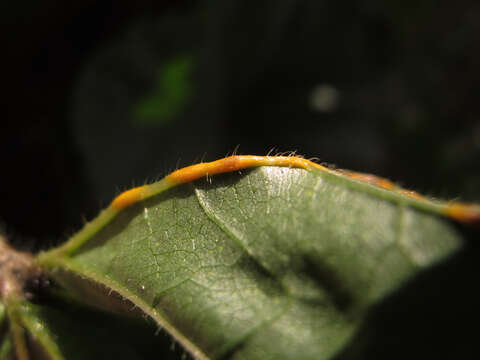 Imagem de Puccinia malvacearum Bertero ex Mont. 1852