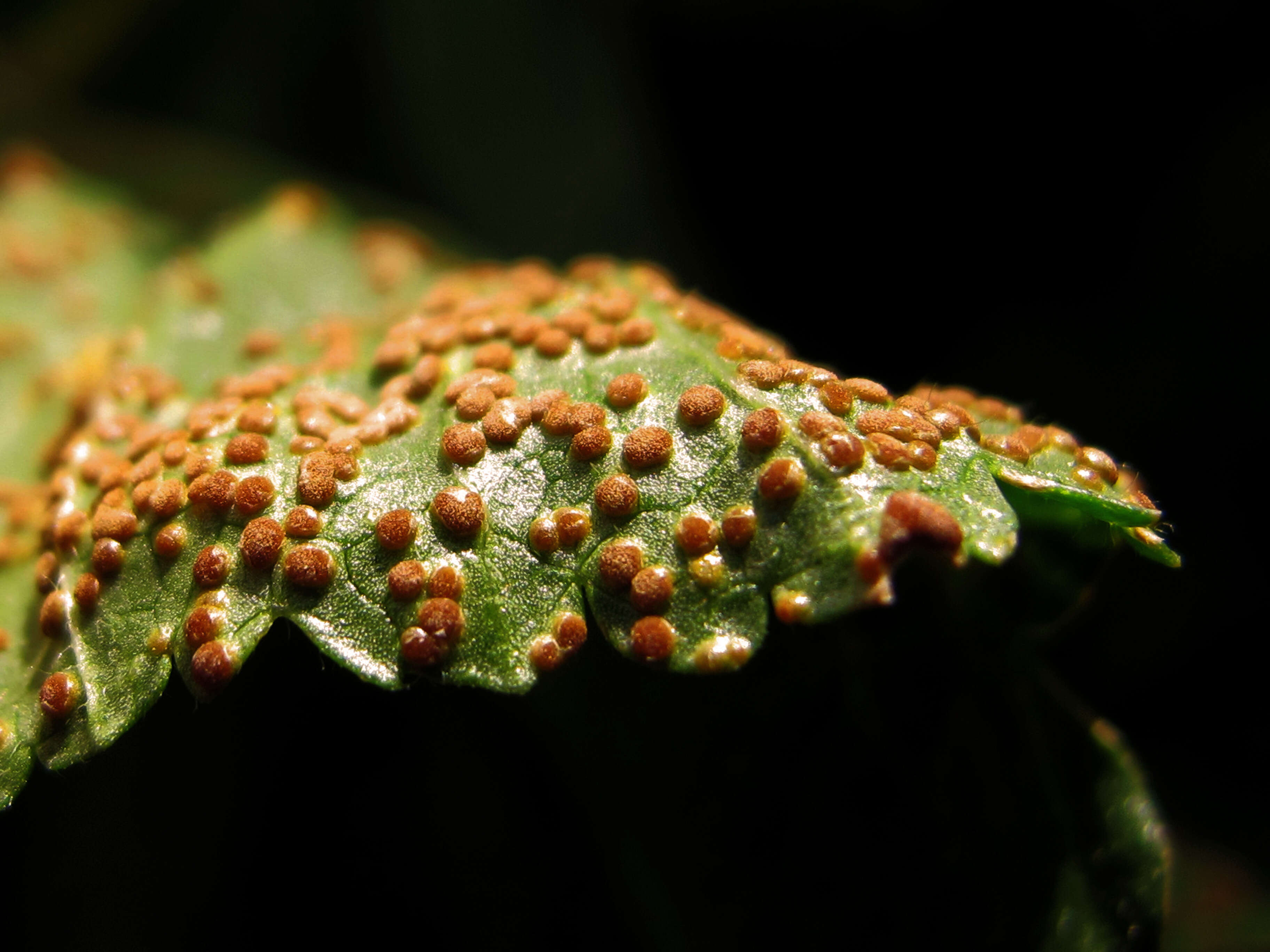 Image of Puccinia malvacearum Bertero ex Mont. 1852