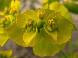 Image of serrate spurge