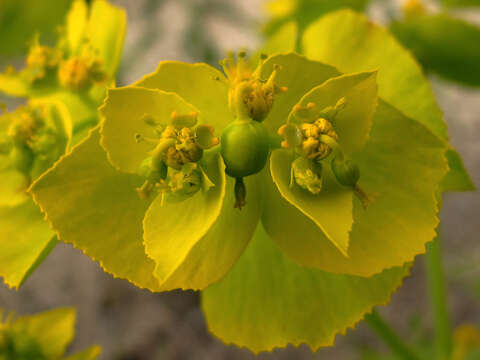 Image of serrate spurge