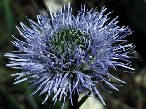 Image of Globularia vulgaris L.