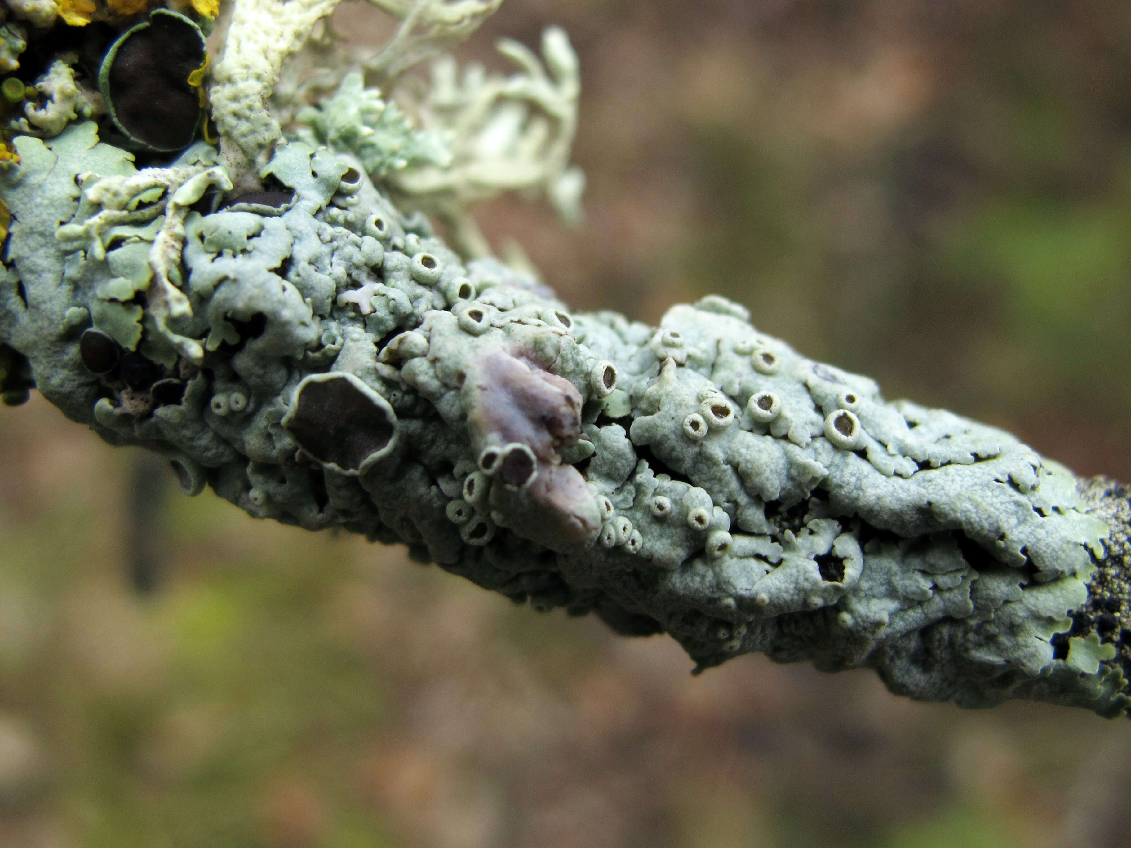 Image of rosette lichen