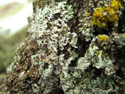 Image of rosette lichen