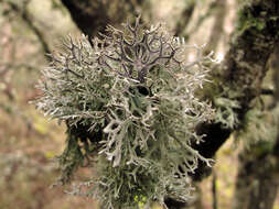 Image of Pseudevernia furfuracea (L.) Zopf