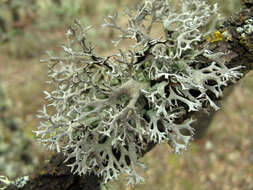 Image of Pseudevernia furfuracea (L.) Zopf