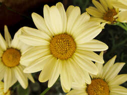 Image of marguerite