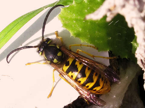 Image of German Wasp