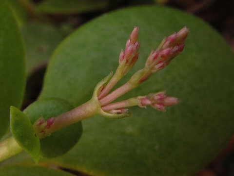 Image of Cape Province pygmyweed