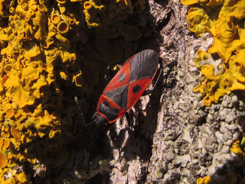 Image of Red bug