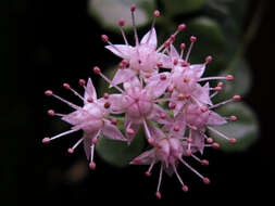 Image of Hylotelephium sieboldii (Sweet ex Hook.) H. Ohba