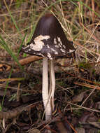 Imagem de Coprinopsis picacea (Bull.) Redhead, Vilgalys & Moncalvo 2001