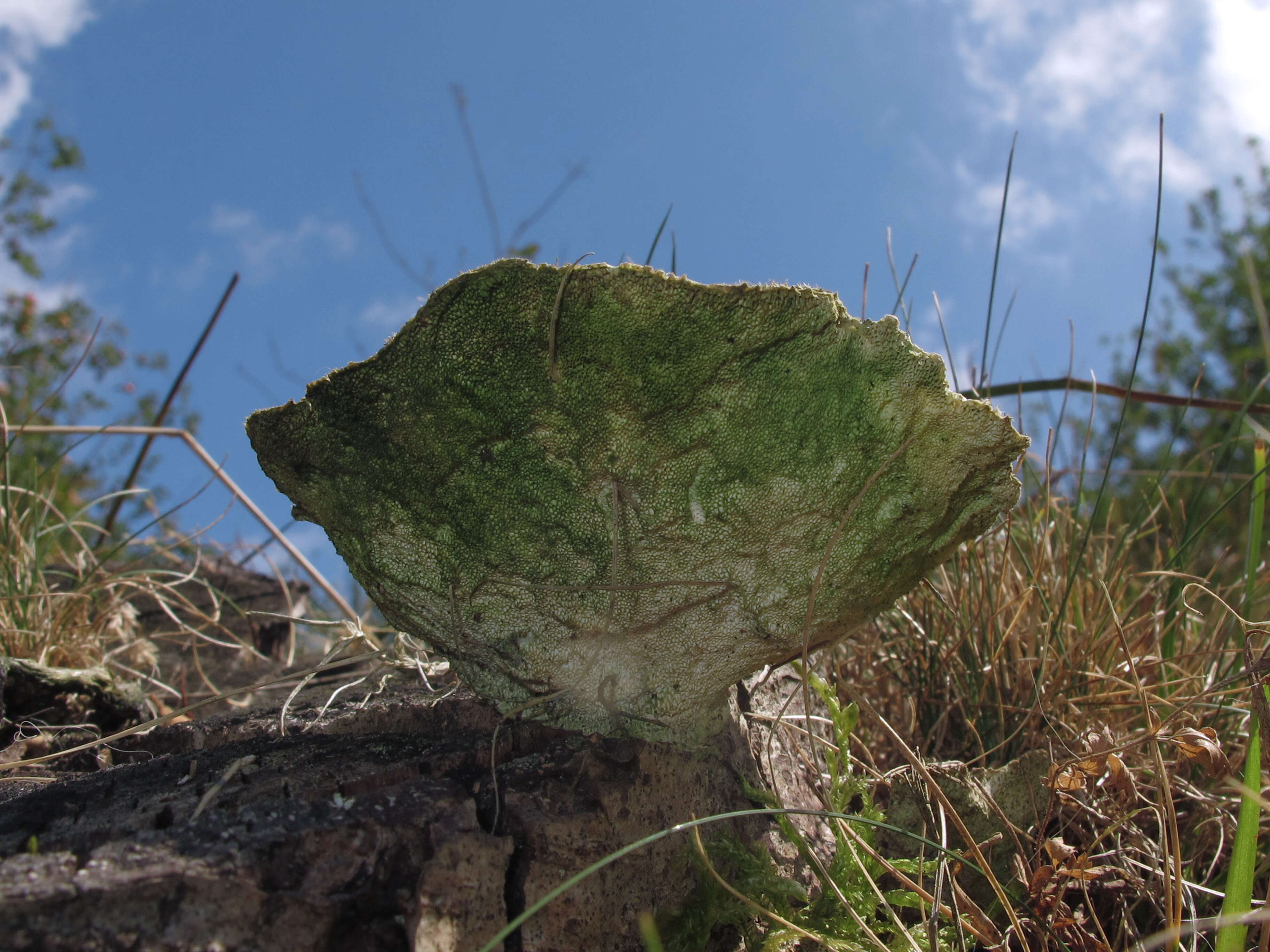 Image of Trametes hirsuta (Wulfen) Lloyd 1924