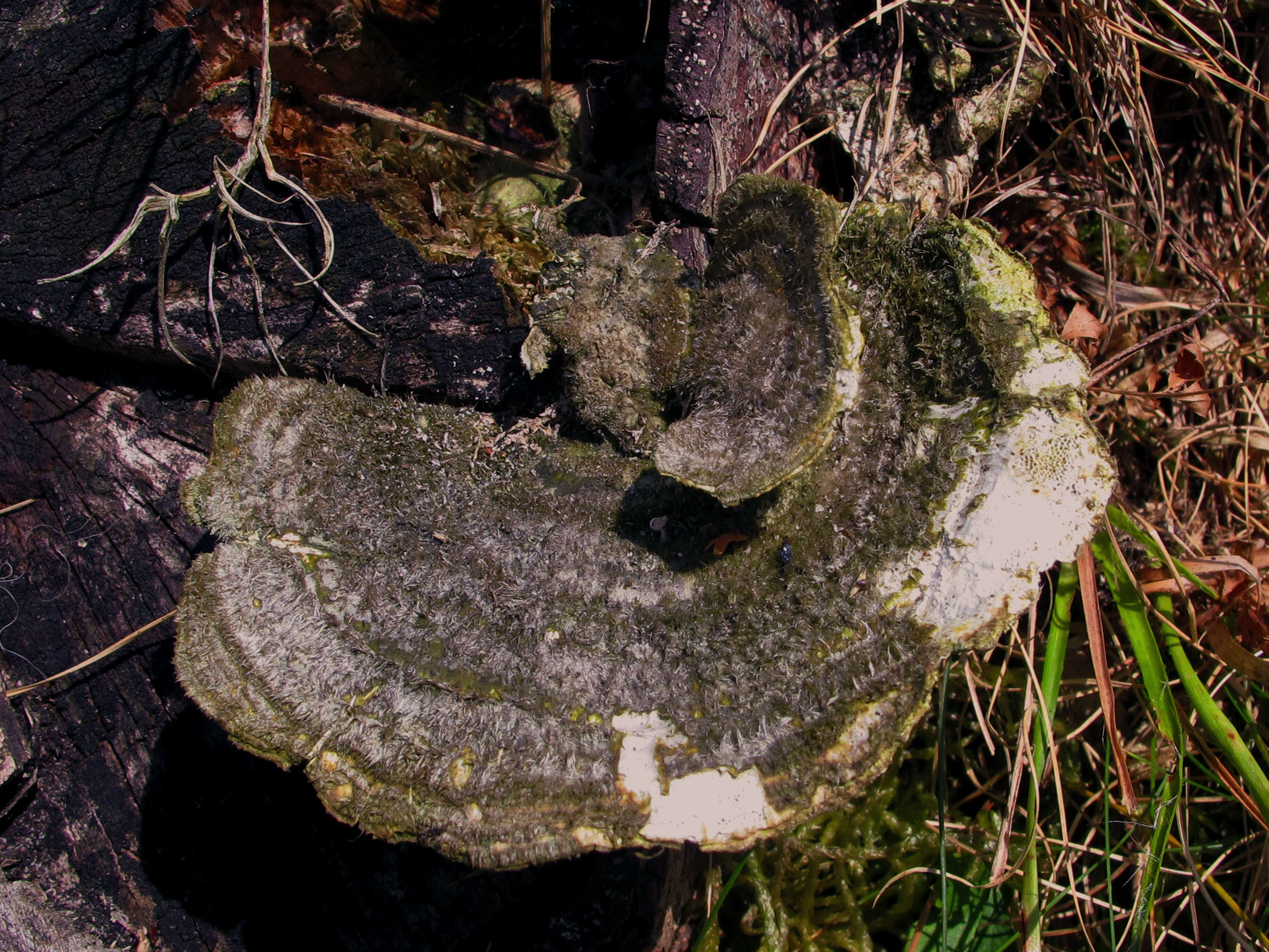 Image of Trametes hirsuta (Wulfen) Lloyd 1924