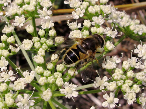 Imagem de Eristalis arbustorum (Linnaeus 1758)