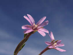 Imagem de Epilobium tetragonum L.