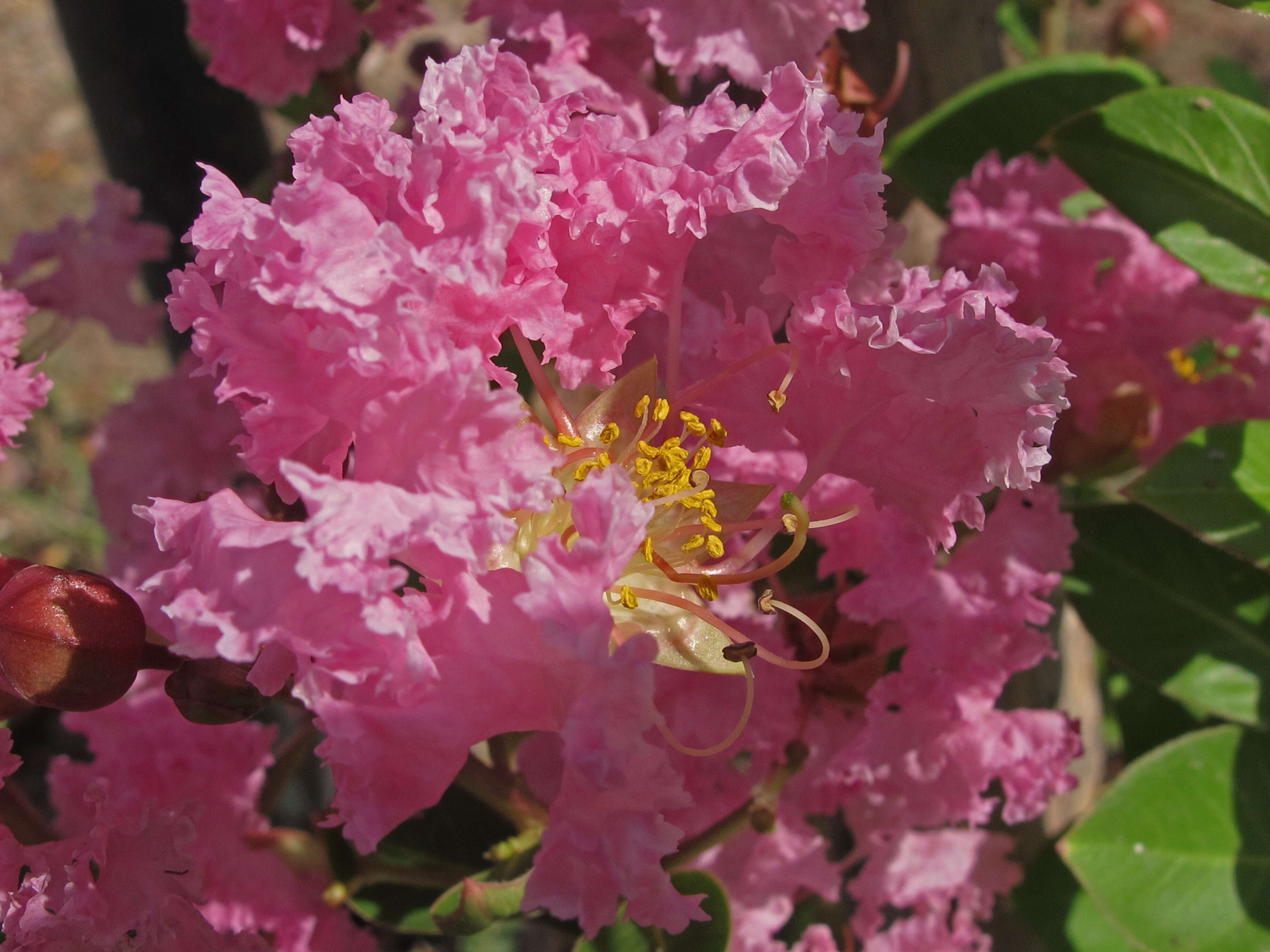 Image of Crape myrtle