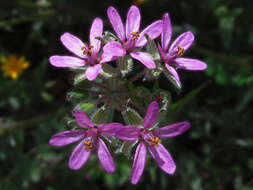 Image of Mediterranean stork's bill