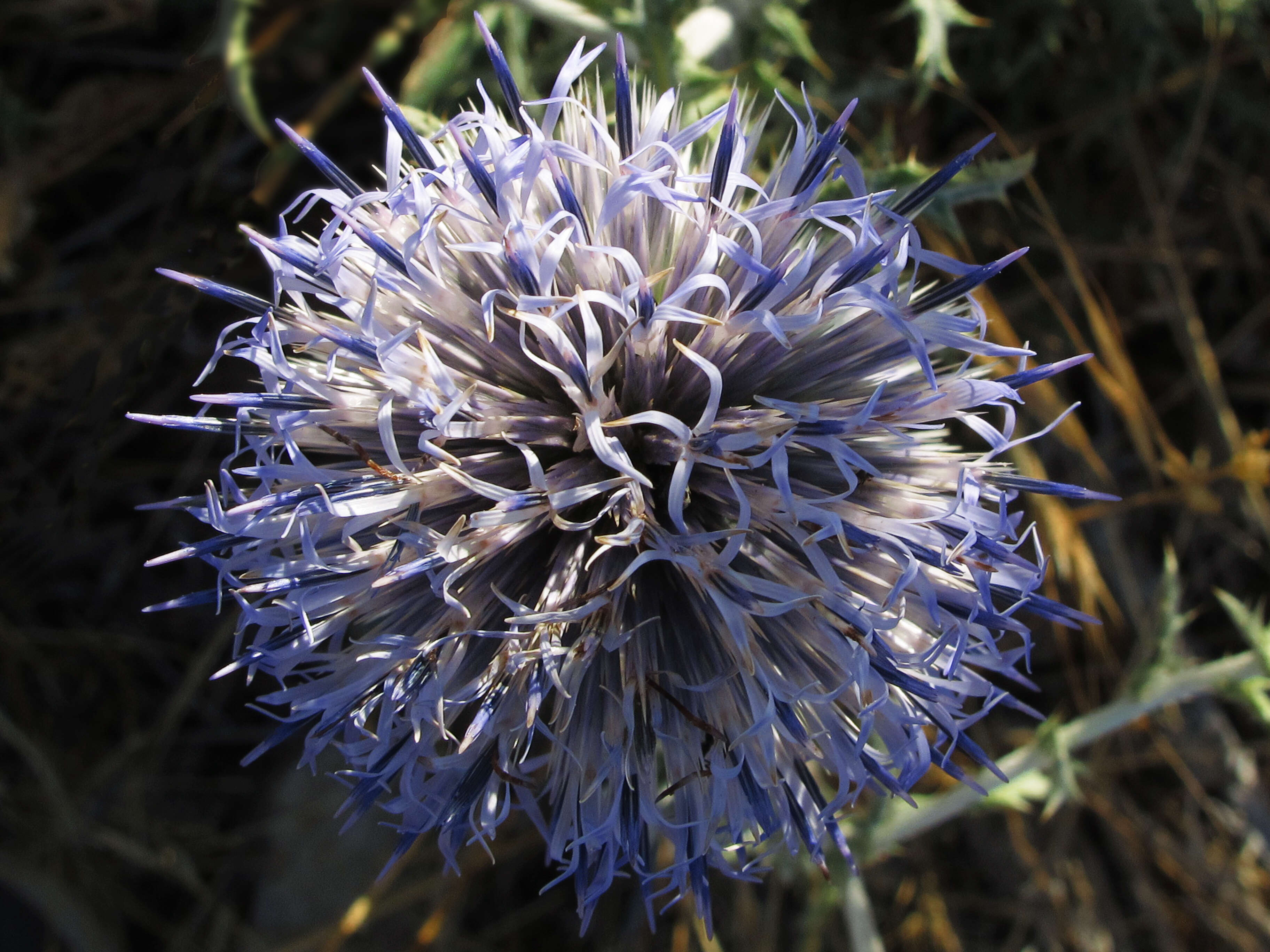 Image of southern globethistle