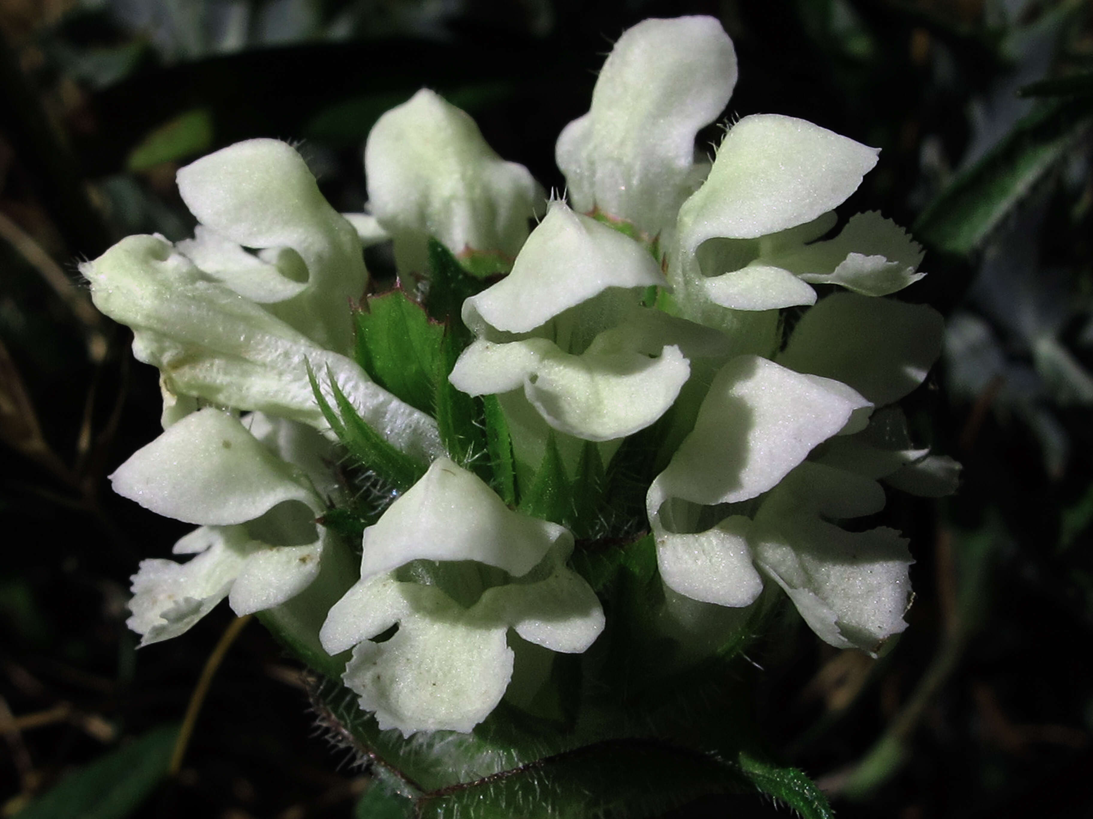 Image of cutleaf selfheal