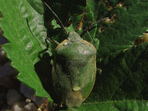 Слика од <i>Chlorochroa juniperina</i>