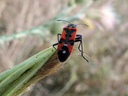 صورة Lygaeus equestris (Linnaeus & C. 1758)