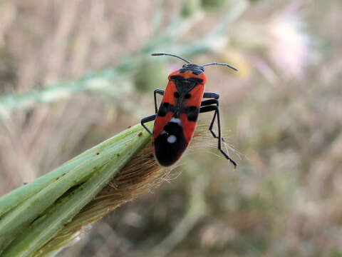 صورة Lygaeus equestris (Linnaeus & C. 1758)