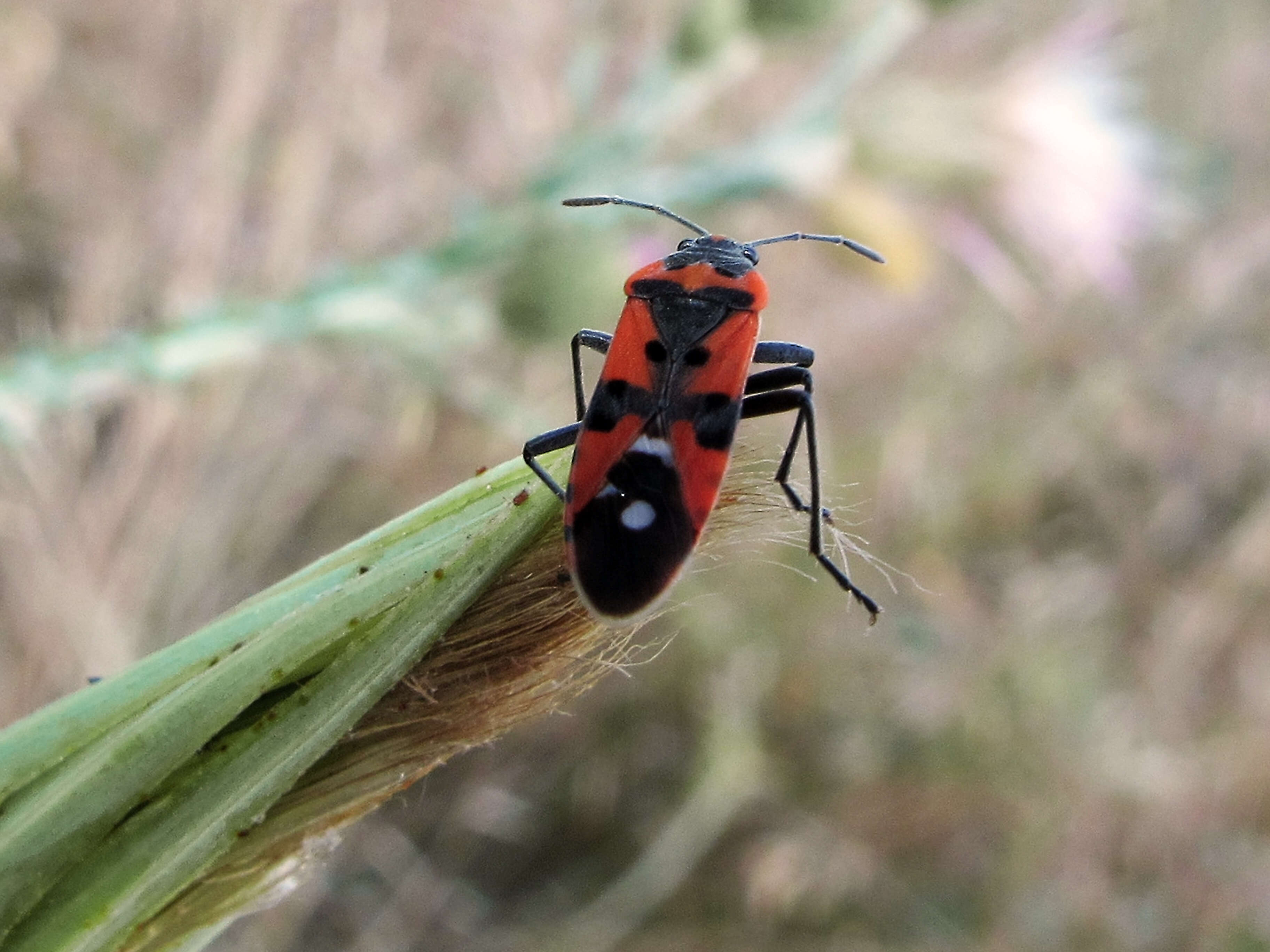 Image of Harlequin bug